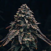🎁 Marathon OG Seeds (100% off)